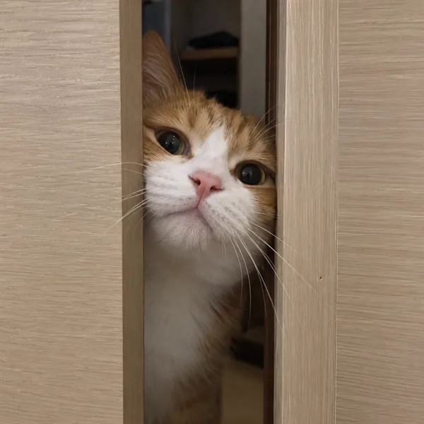 고양이 사진 195