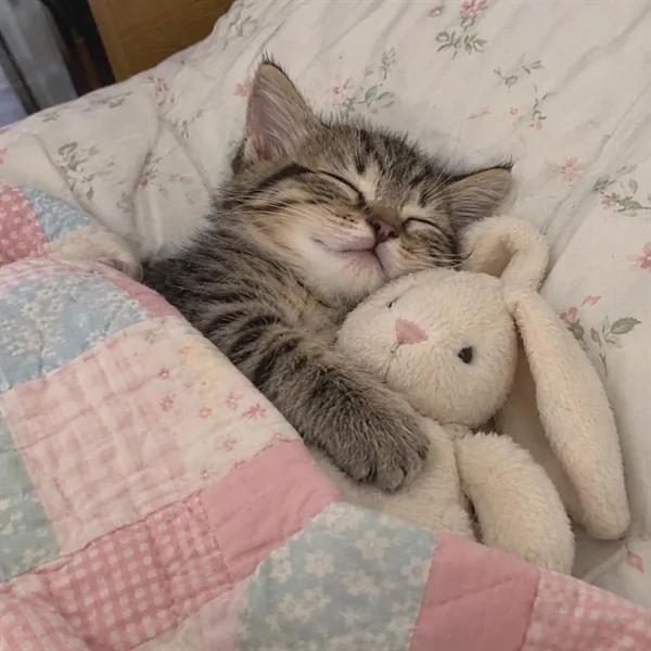 고양이 사진 257