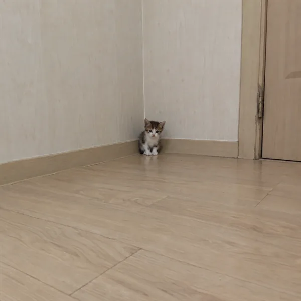 고양이 사진 522