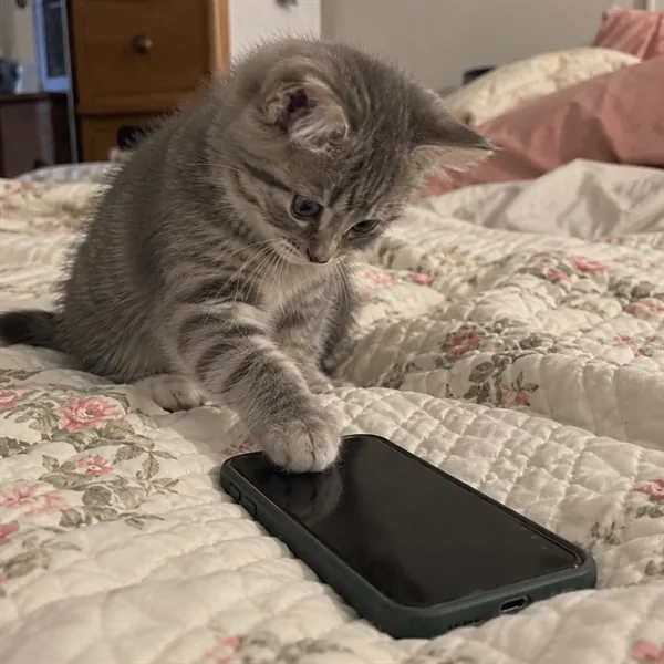고양이 사진 419