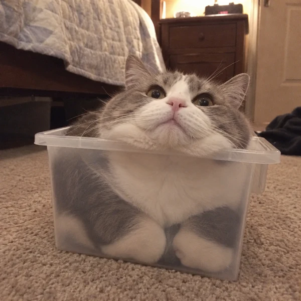 고양이 사진 653