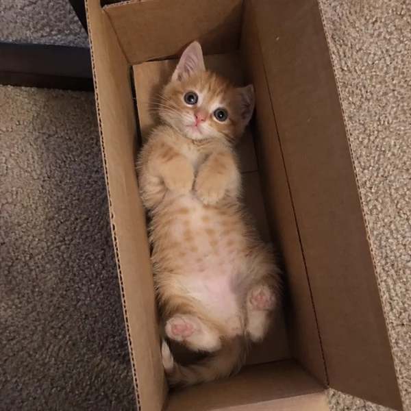 고양이 사진 718