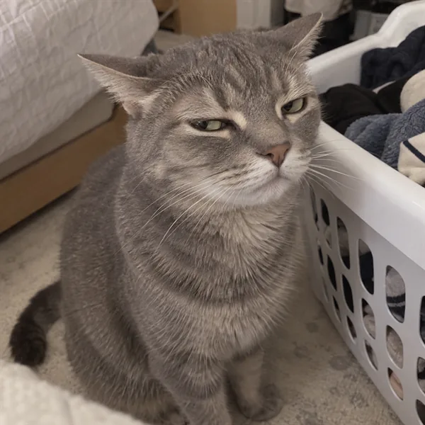 고양이 사진 067