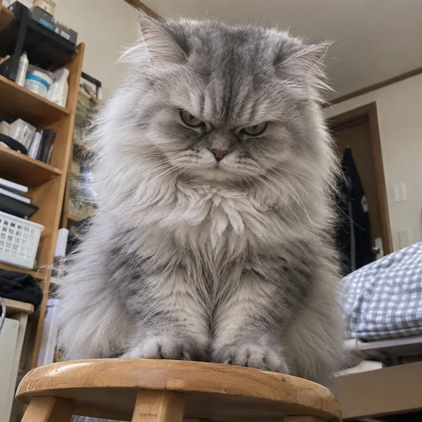 고양이 사진 107