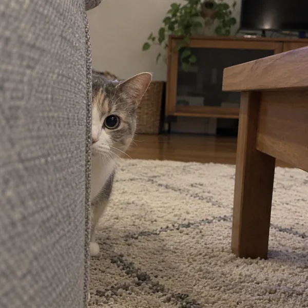 고양이 사진 276