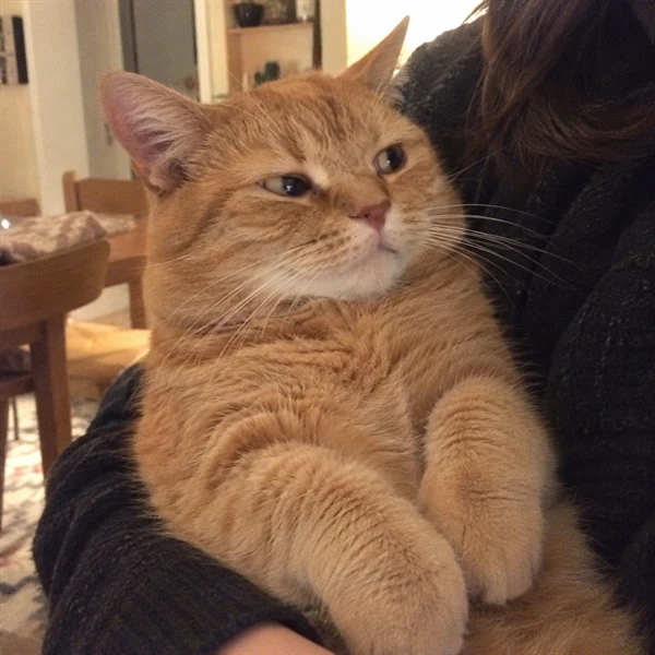 고양이 사진 591