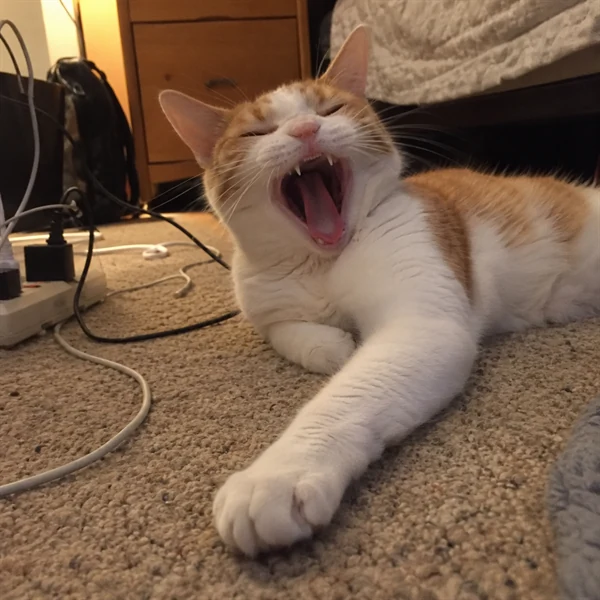 고양이 사진 676