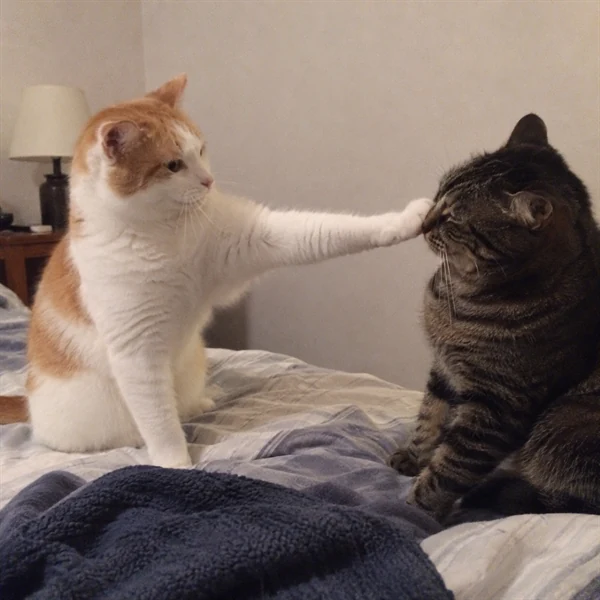 고양이 사진 593