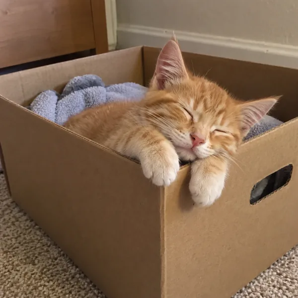 고양이 사진 289