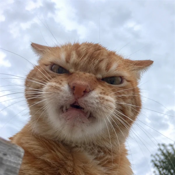 고양이 사진 664