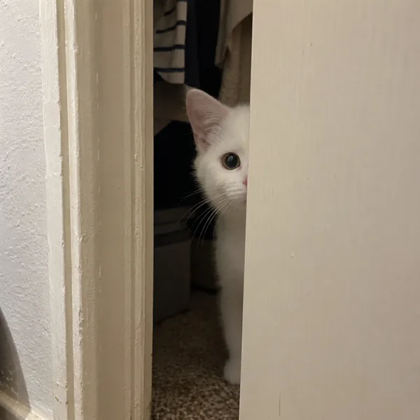 고양이 사진 274