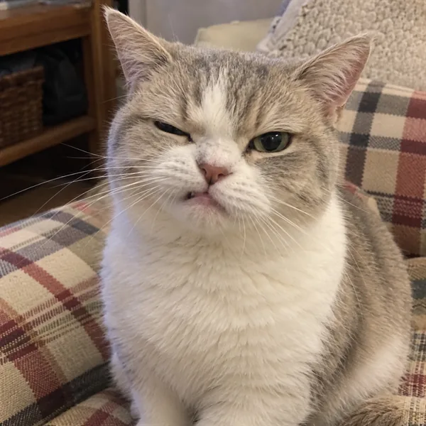 고양이 사진 304