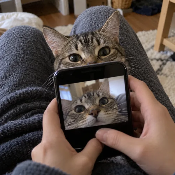 고양이 사진 487