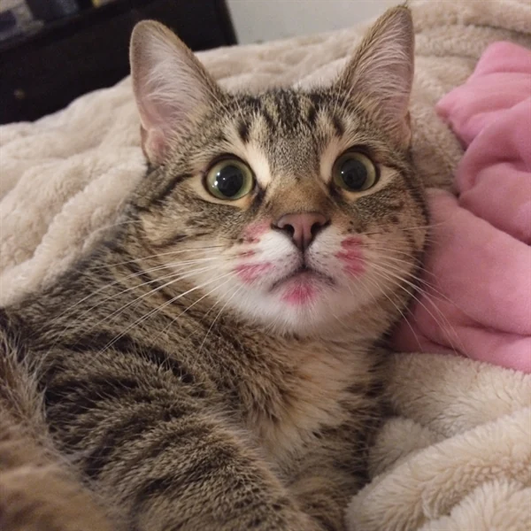 고양이 사진 620
