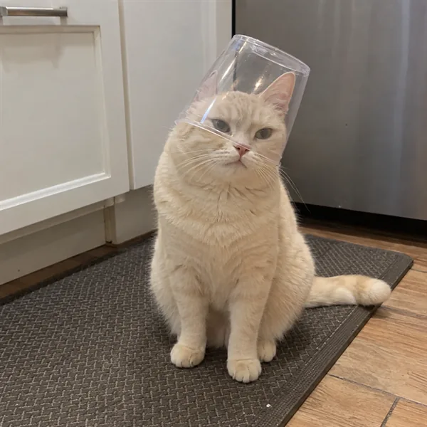 고양이 사진 029