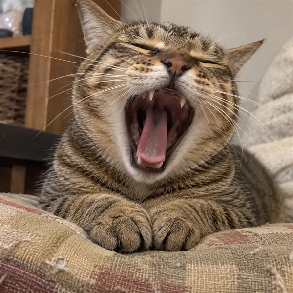 고양이 사진 150