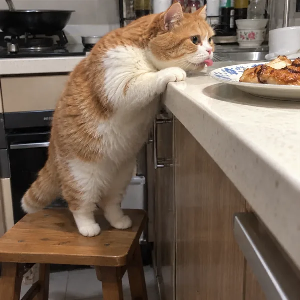 고양이 사진 470