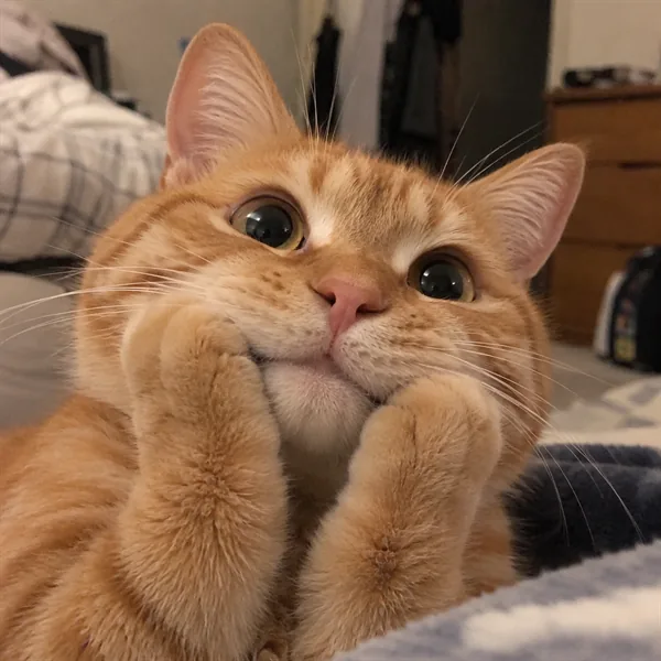 고양이 사진 250