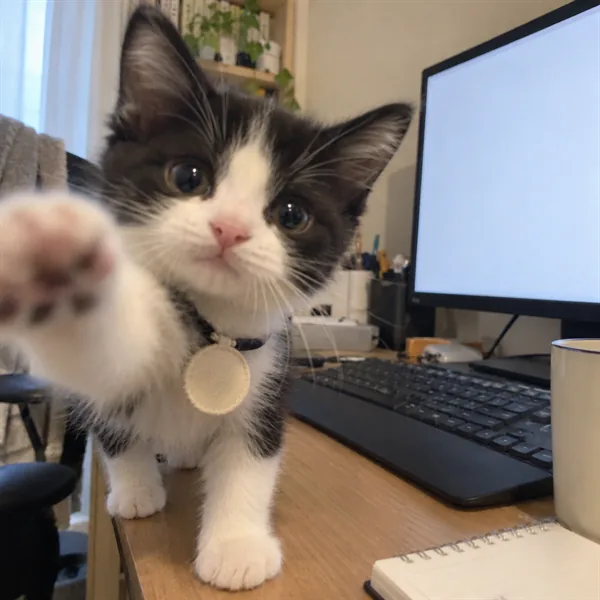 고양이 사진 115