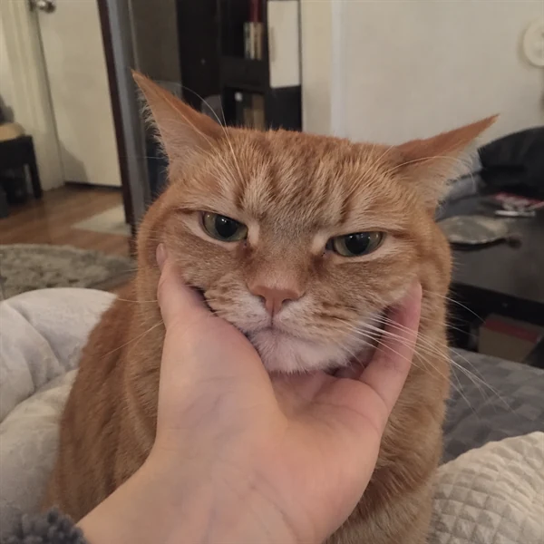 고양이 사진 708
