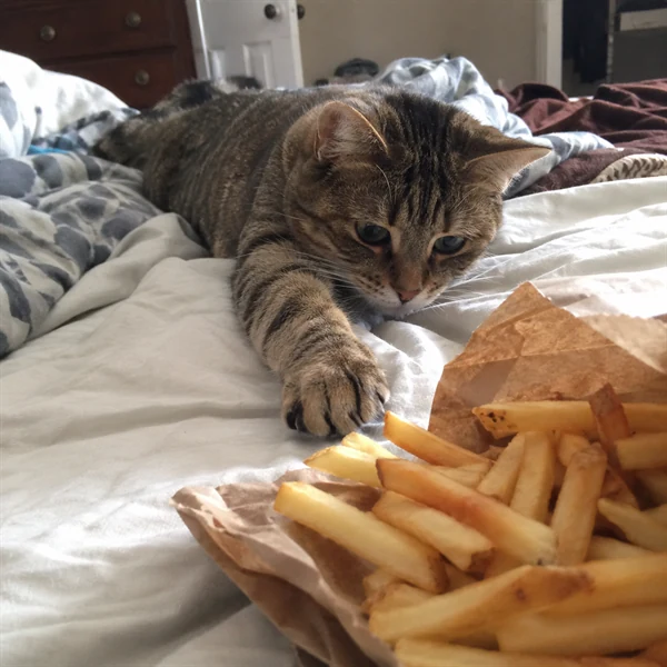 고양이 사진 697