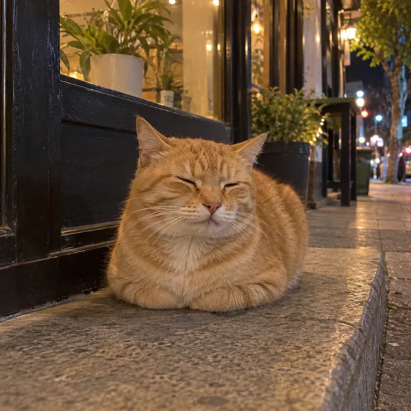 고양이 사진 506