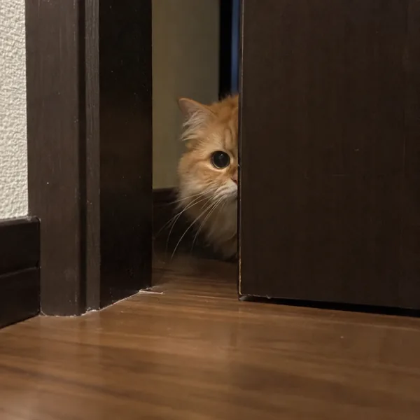 고양이 사진 486