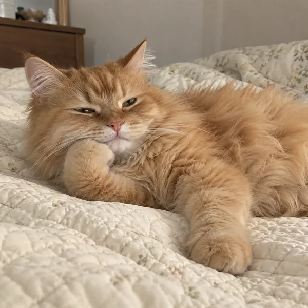 고양이 사진 161