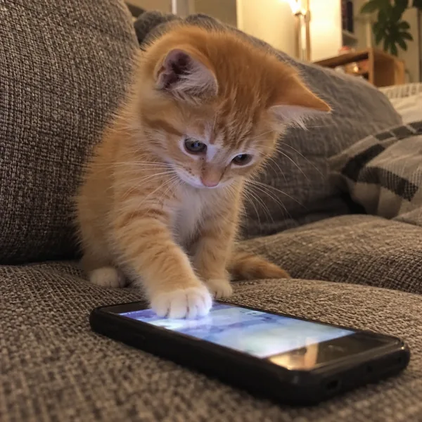 고양이 사진 483