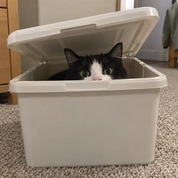 고양이 사진 118