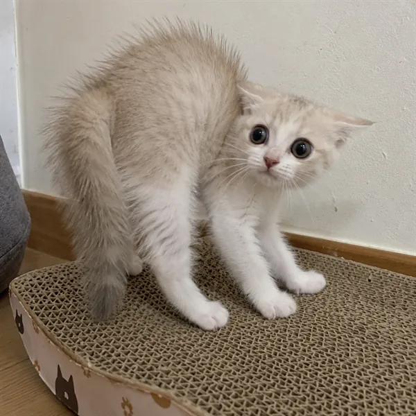 고양이 사진 423