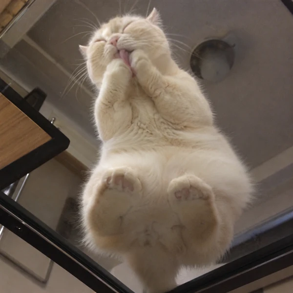 고양이 사진 688