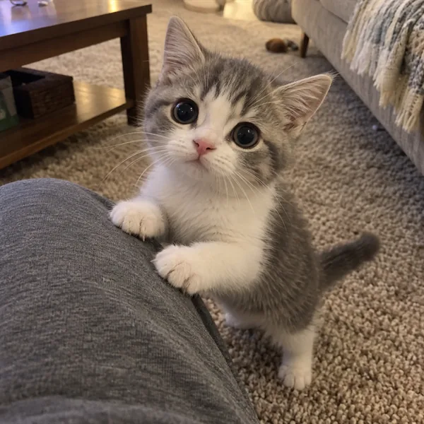 고양이 사진 475