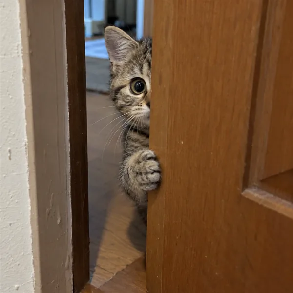 고양이 사진 333