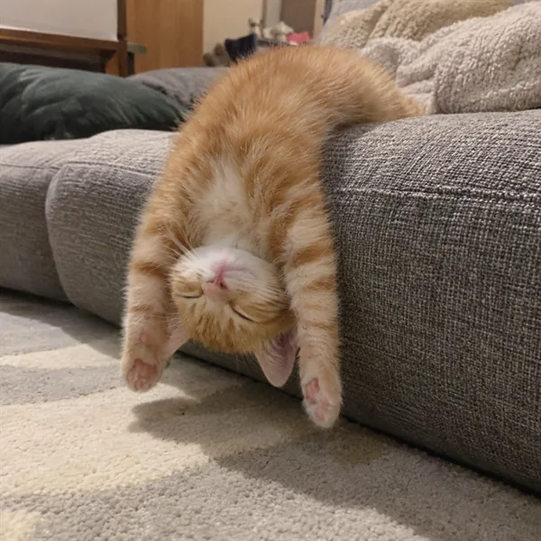 고양이 사진 314