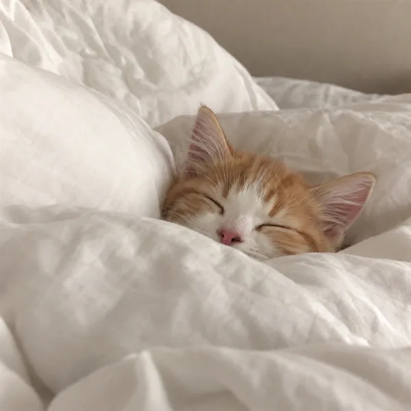 고양이 사진 305