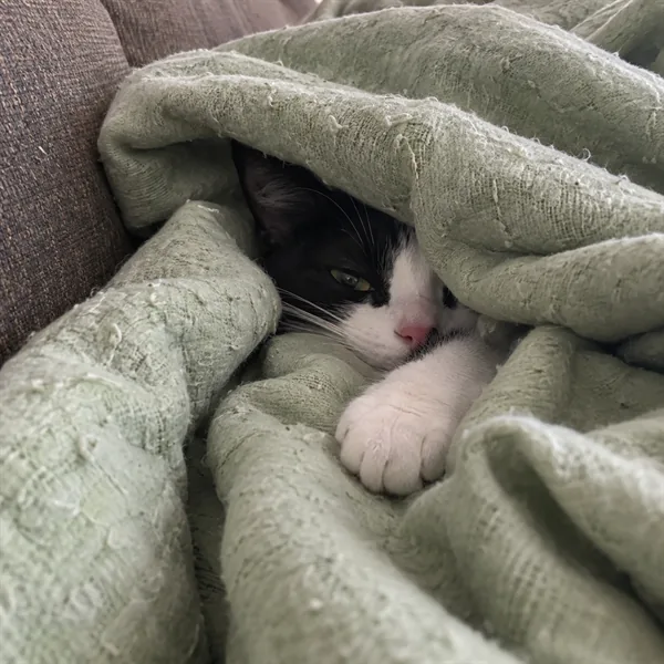 고양이 사진 060