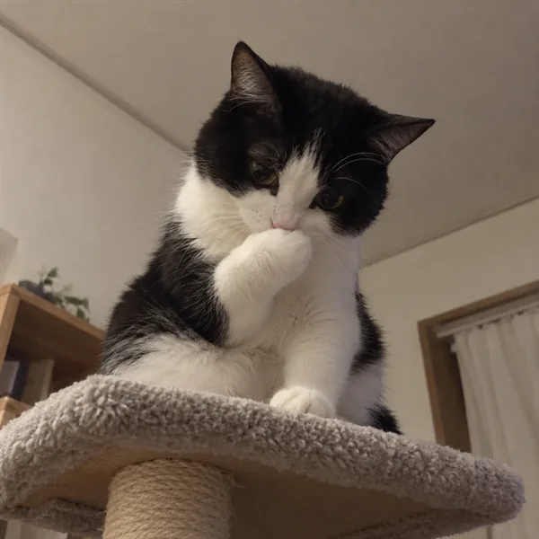 고양이 사진 199