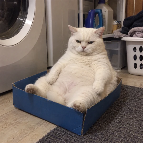 고양이 사진 619