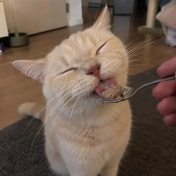 고양이 사진 265