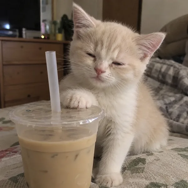 고양이 사진 308