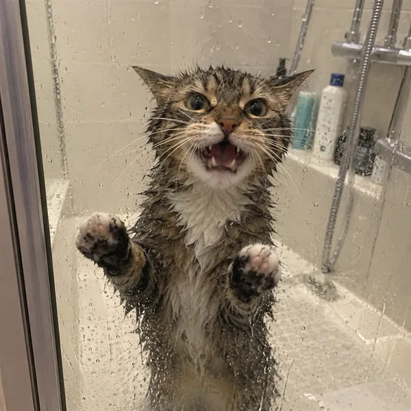 고양이 사진 369