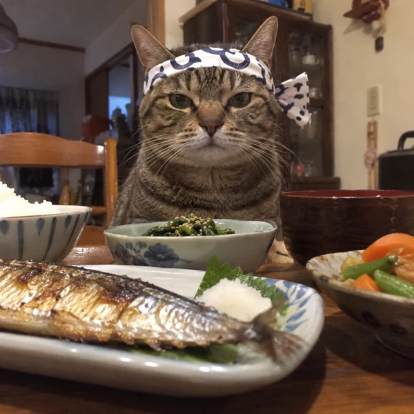 고양이 사진 637