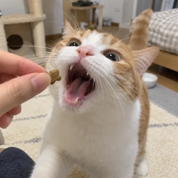 고양이 사진 135