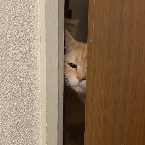 고양이 사진 516