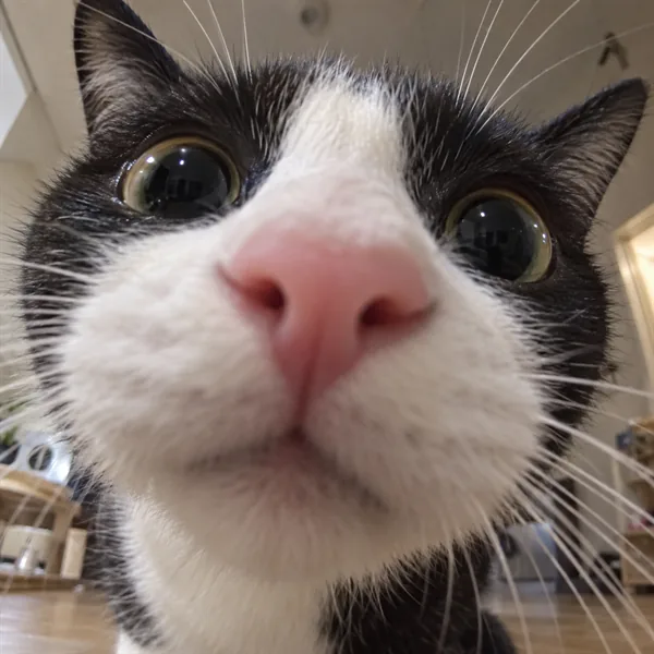 고양이 사진 167