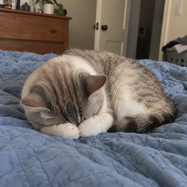 고양이 사진 219