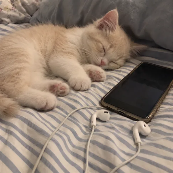 고양이 사진 360