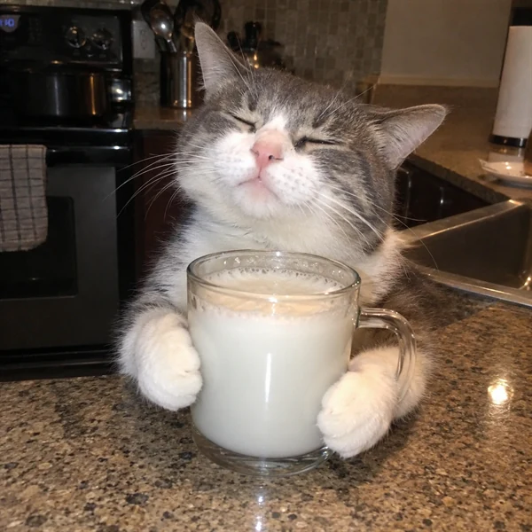 고양이 사진 629