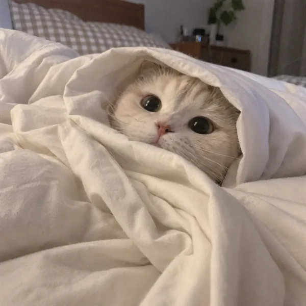 고양이 사진 293